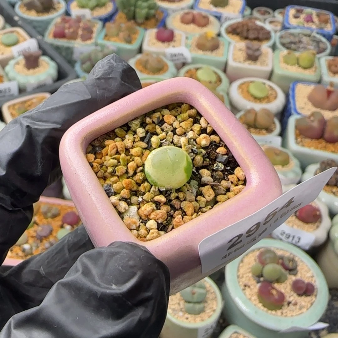 2954-一物一拍 带盆