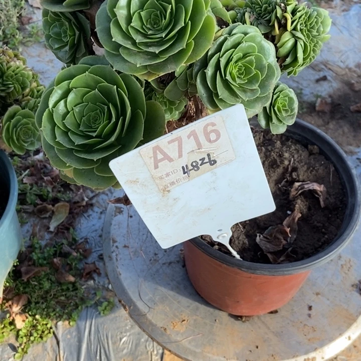 管***FA716绿羊绒缀化老庄老庄