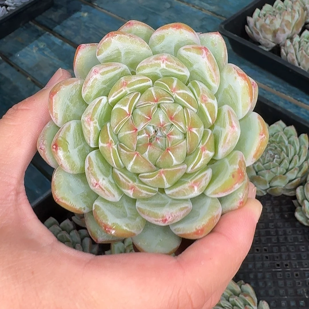 从前慢花园多肉编号-雪花珍妮