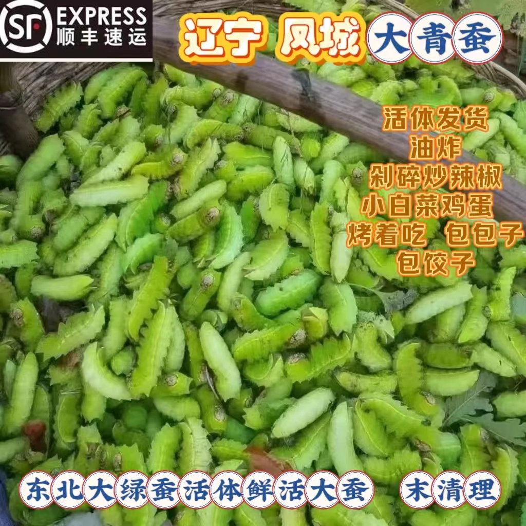 （活体发货）东北大青蚕新鲜活体发货（保鲜不保活）山上大蚕顺丰