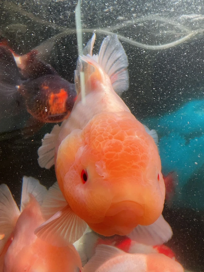 泰狮金鱼活体观赏鱼（图片仅供参考）