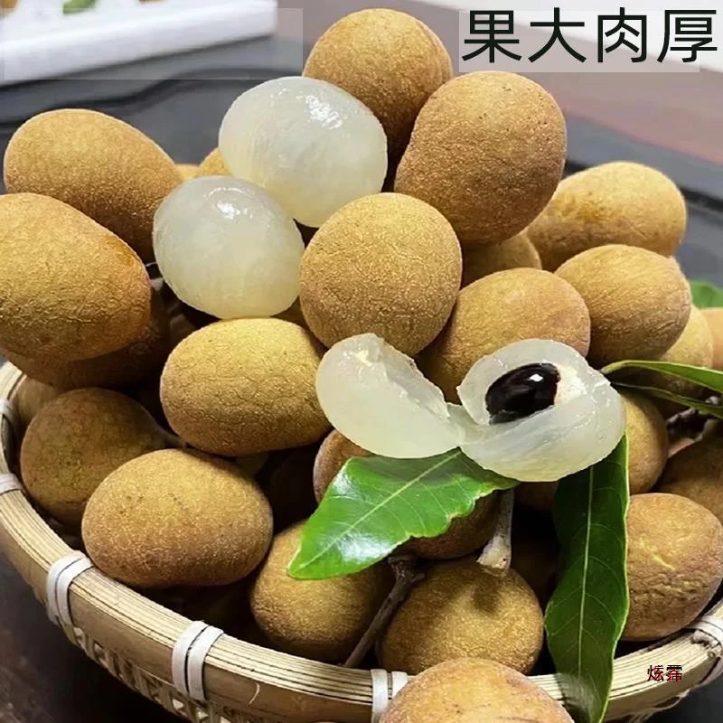 广东高州新鲜储良龙眼石硖桂圆现摘现发当季热带水果桂圆顺丰