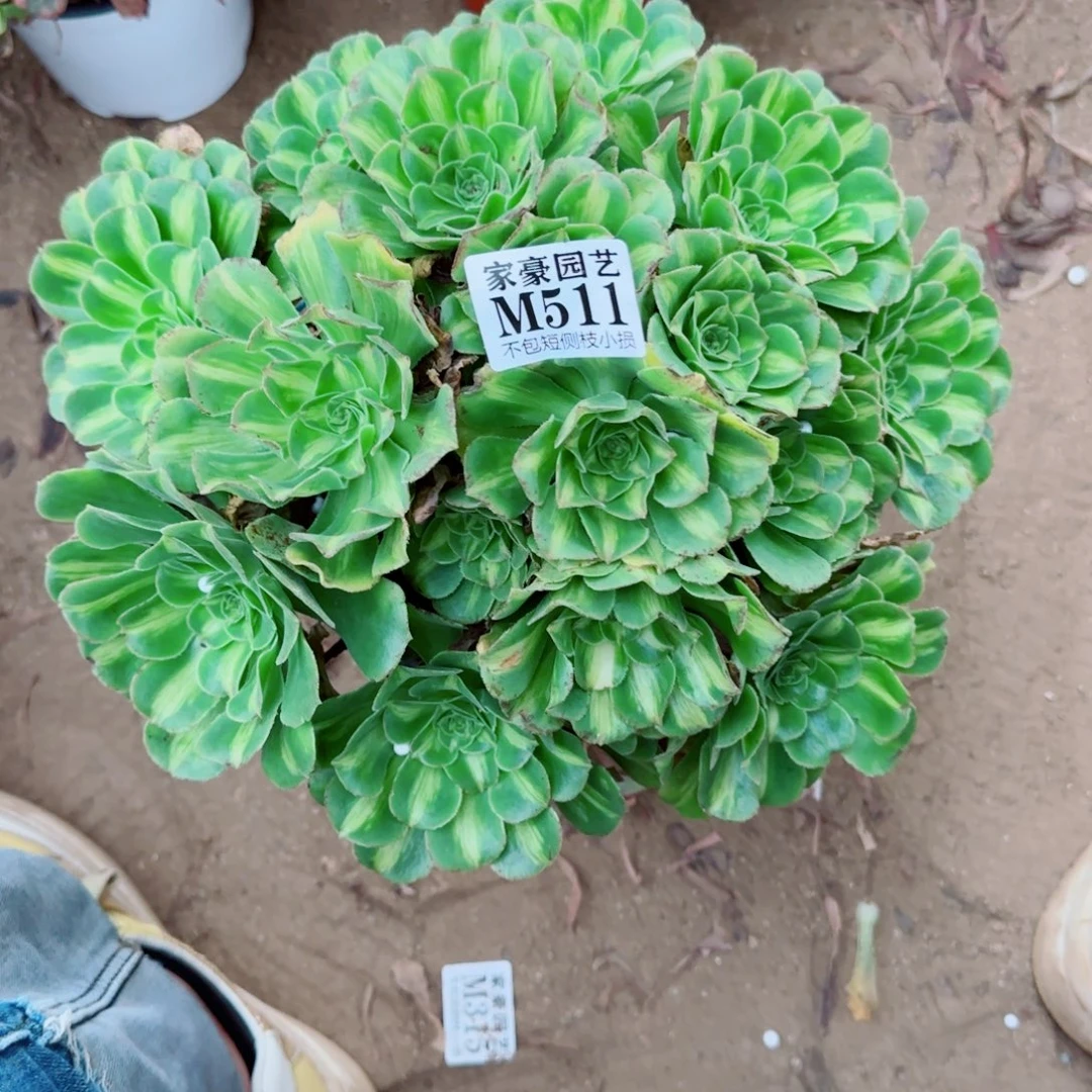 翡翠琉璃法师511冠幅30