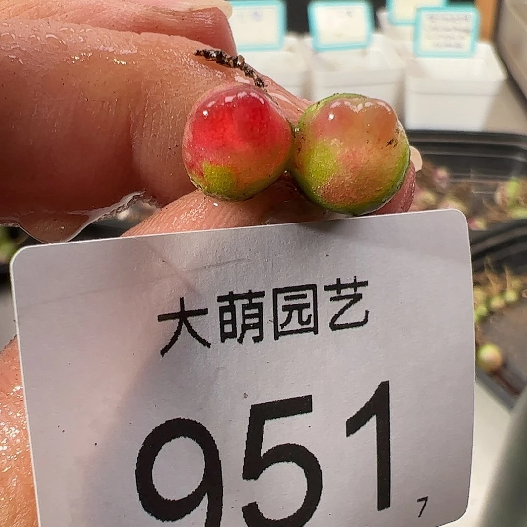 0000951 一物一拍……