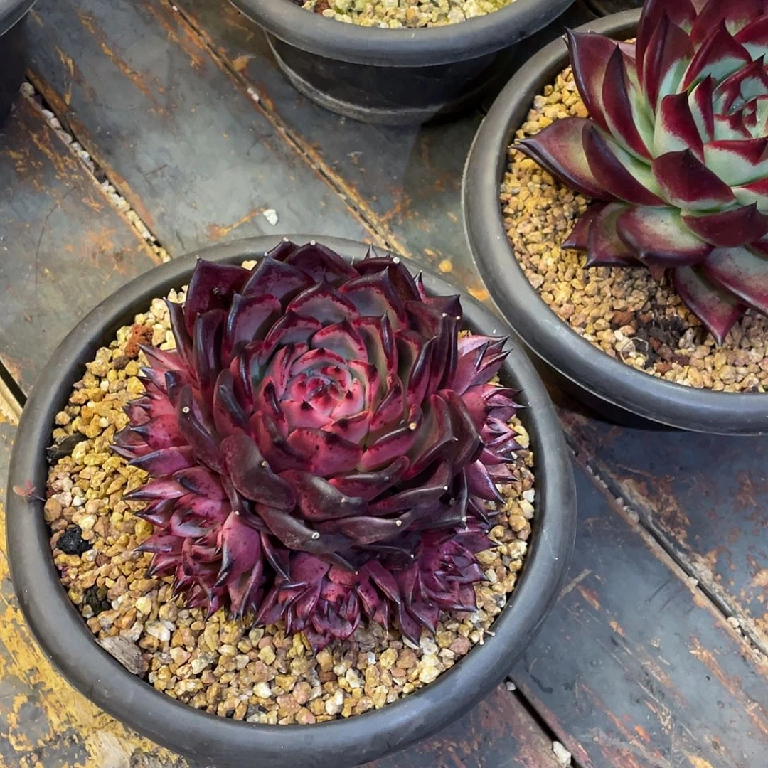 悦***阁多肉植物一物一拍