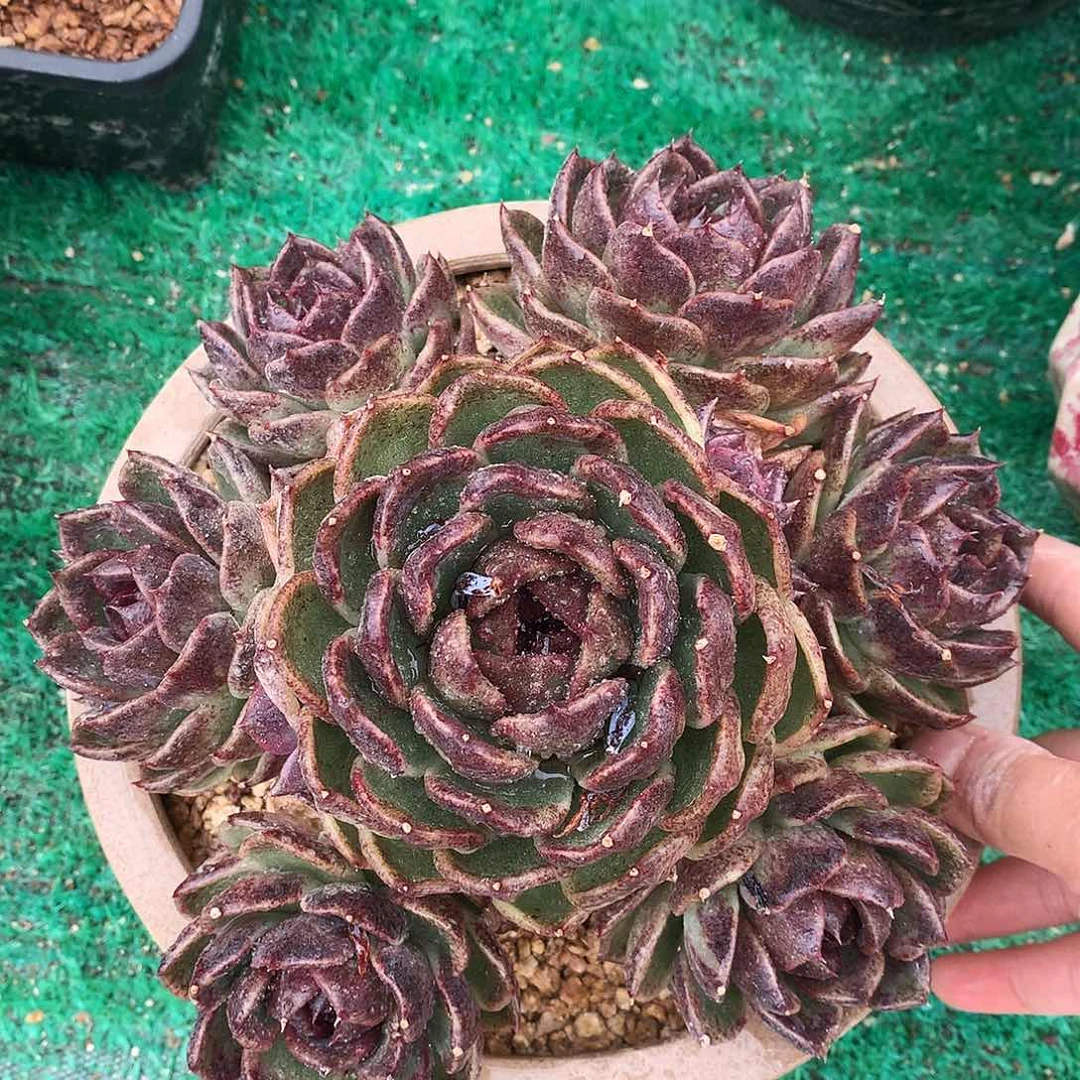 黑水晶一物一拍3-93