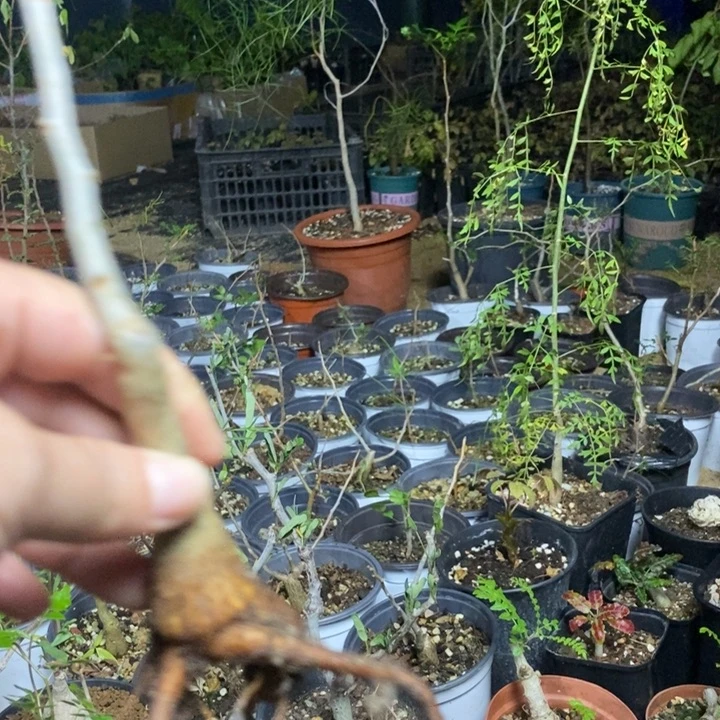 天***客芳香脱土保湿发货植物