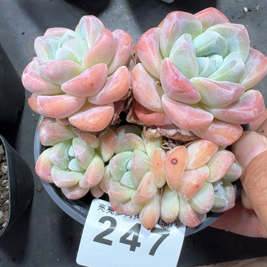 冰玉群生         多肉植物