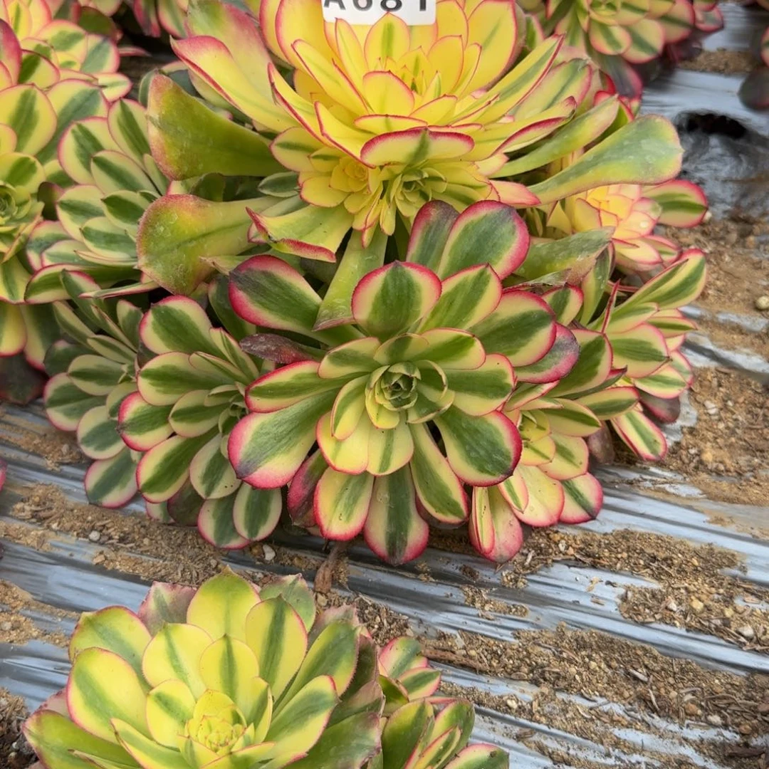 ꧁***꧂681荔枝到秋。多肉植物