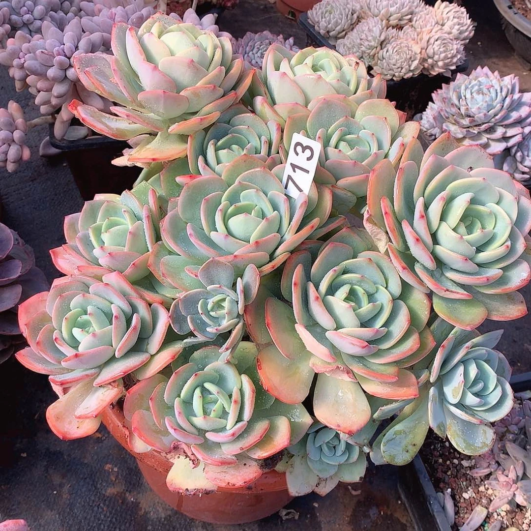 713白月光一物一拍多肉