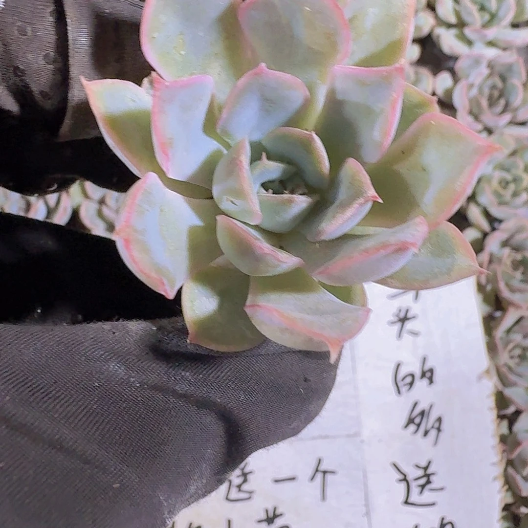 精品猎户两颗一组