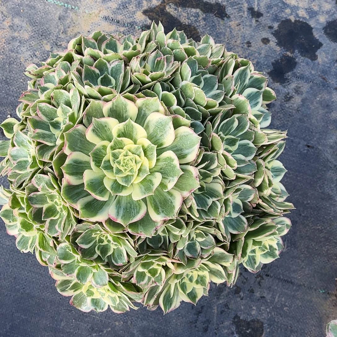 平***凡平凡水仙子各个环节姐姐