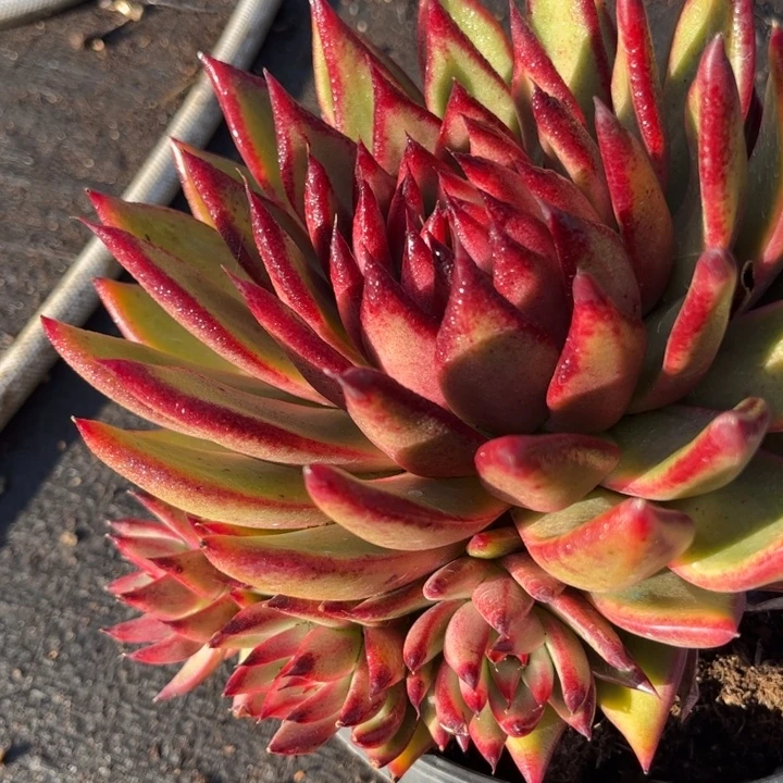 69///：：：///////////