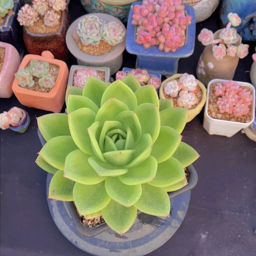 c*p翠花,多肉植物