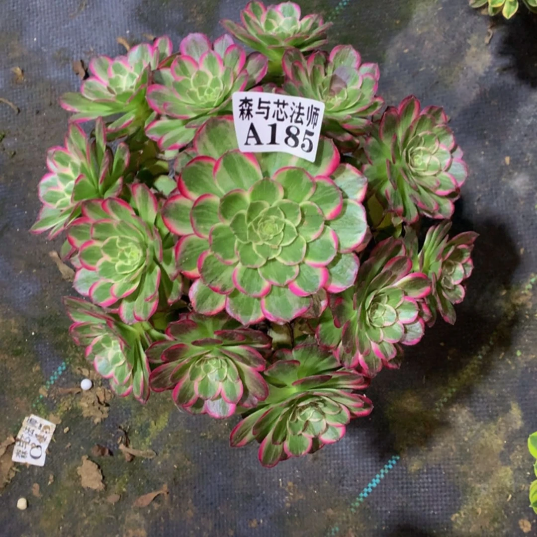 【闪购商品】185万花筒