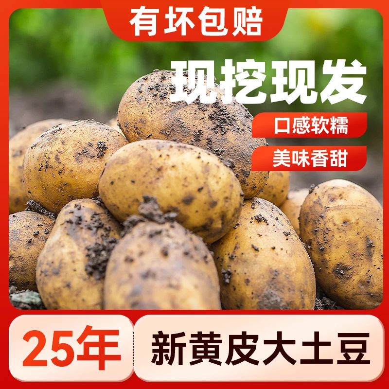 2025年黄皮红皮土豆新鲜洋芋马铃薯黄心洋芋批发