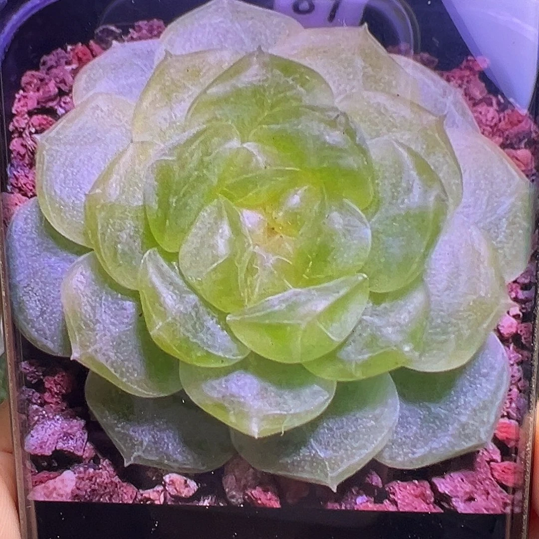 P88甜心。   状态图