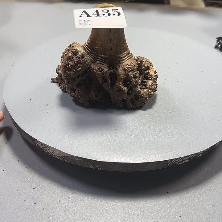 蒙***石大果紫檀（缅甸花梨）