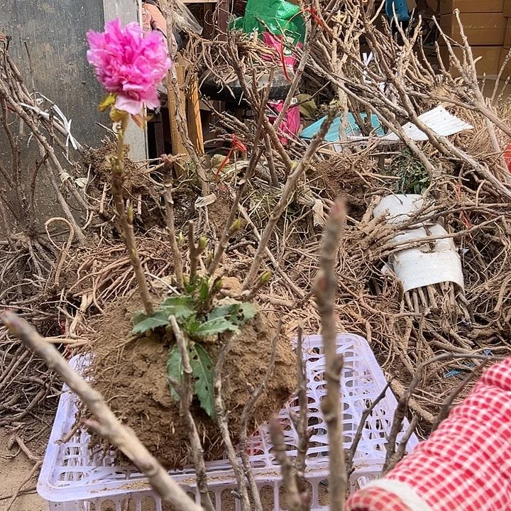 彭***静完全开放首安红多枝条