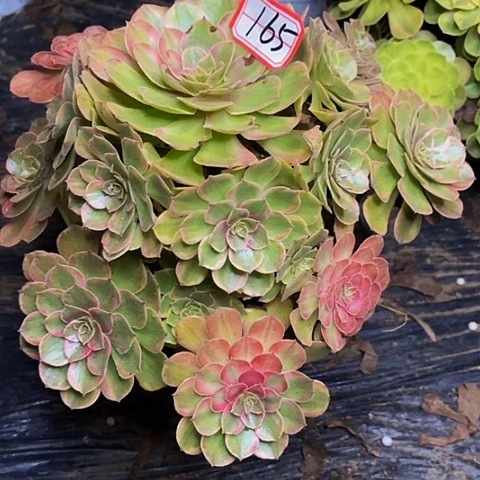 红雨荷老桩捧花165号
