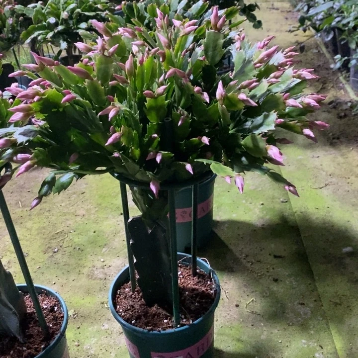 大部分花苞少量开放花**生622嫁接068