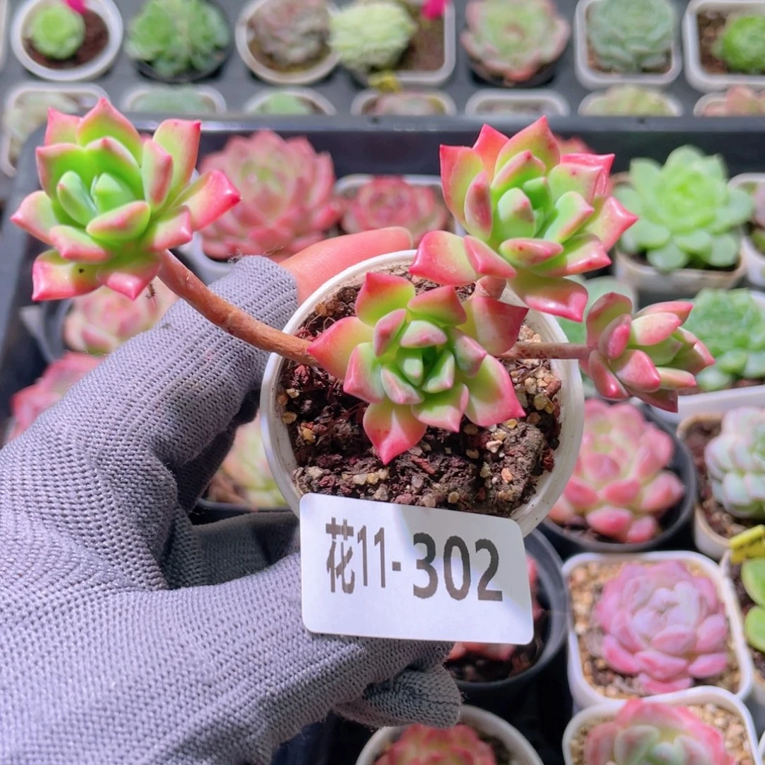 花利美11-302马库斯