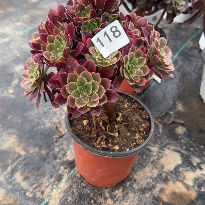 118两单包邮金丝雀。