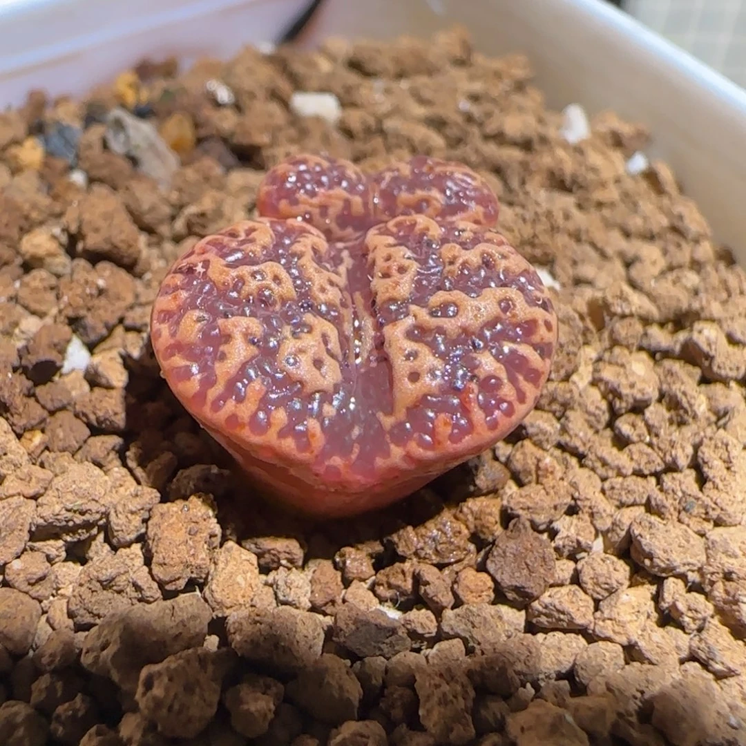 肉锥多肉植物组合-超级泡泡勋225