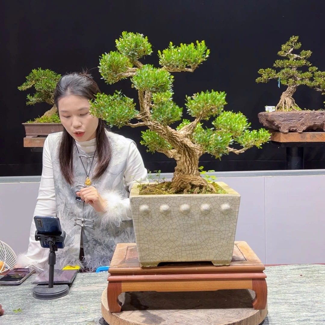 黄杨盆景老桩四季长青