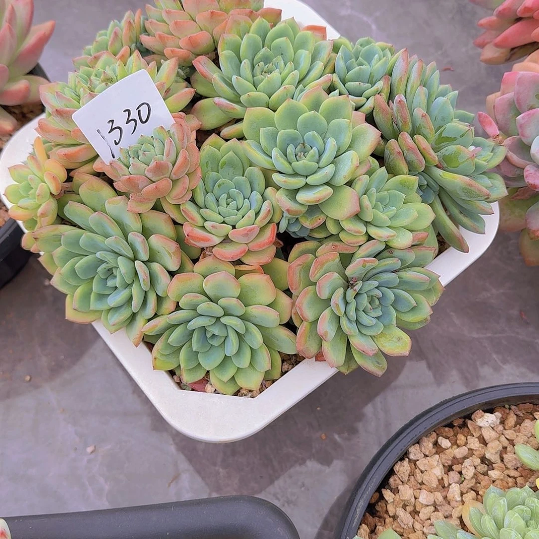 用***71330美年哒多肉植物