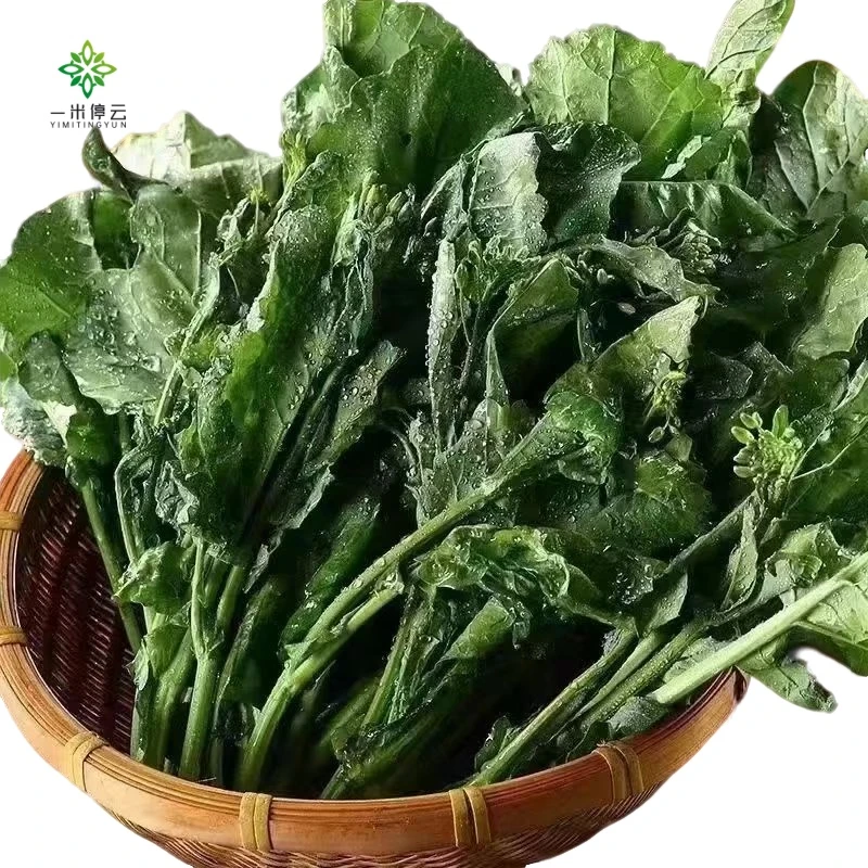 板蓝根菜约200g/份（清炒、白灼、火锅）