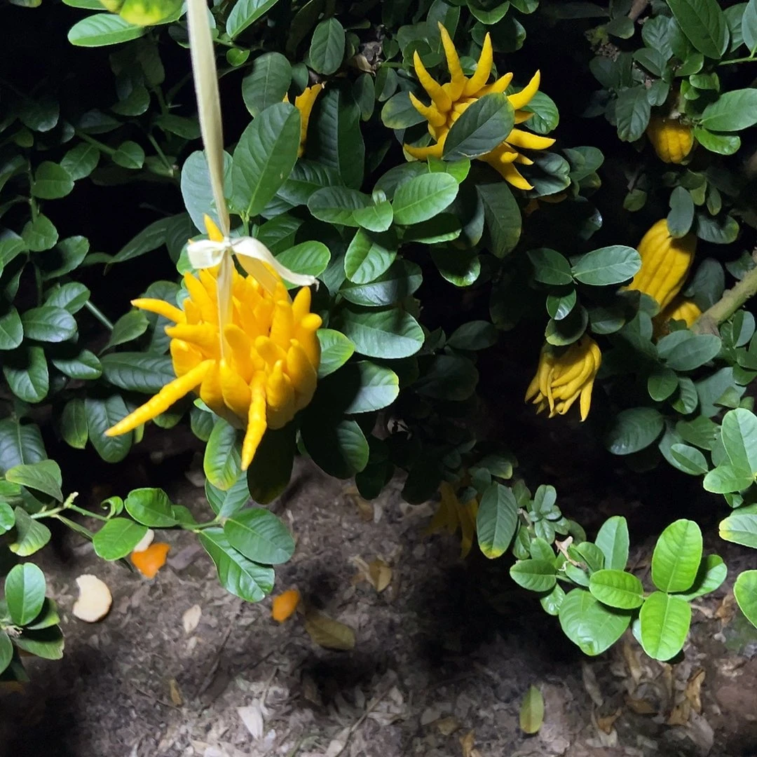 完全开放金华佛手果漂亮的