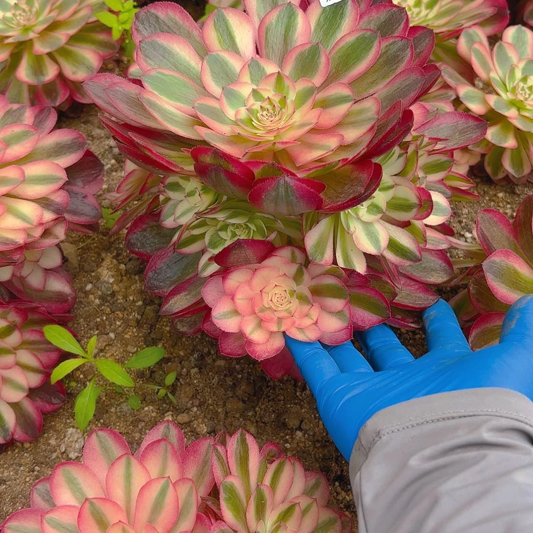 荔枝多肉植物六号238