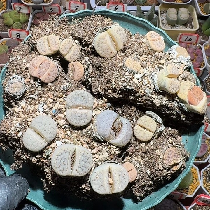 生石花1122222。 无售后。  113