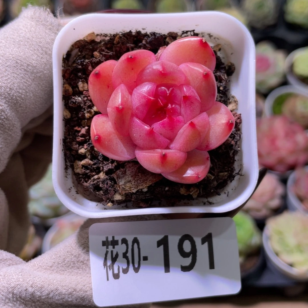 花利美30-191新品