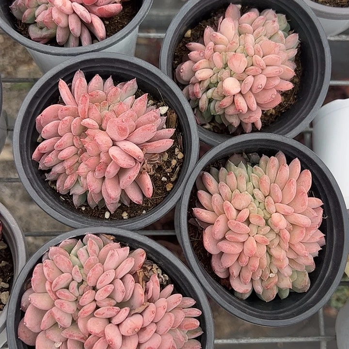 玛瑙缀化多肉植物精品