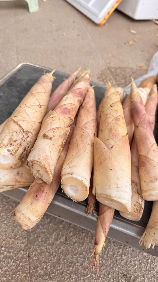 浙江上虞长塘雷笋