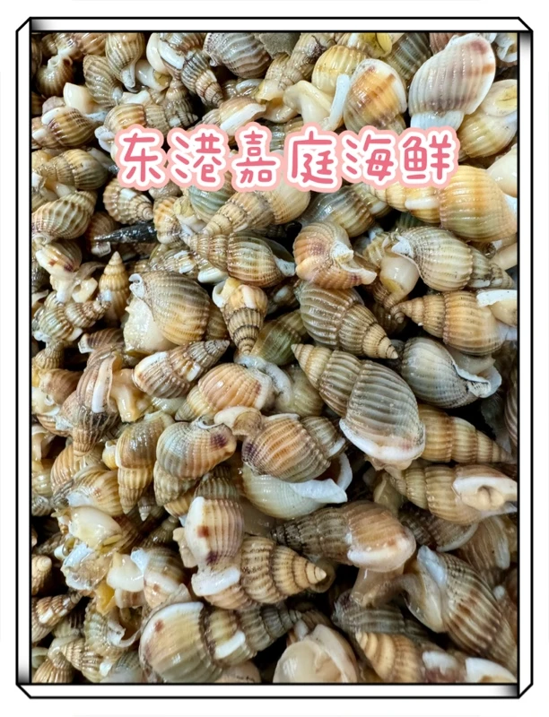 中大号鲜活海螺丝海锥海瓜子海撒子包鲜包肥包活 鲜活顺丰包邮