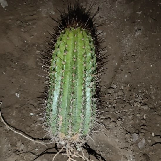 仙人球毛花柱法一带根