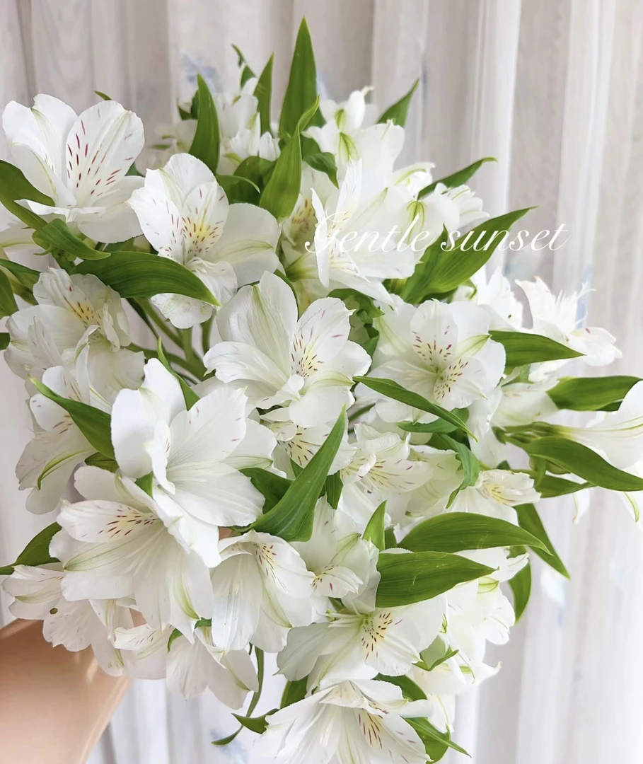 云南宛安鲜花【六出花水仙百合】鲜切花材家庭插花一个运费可拍N单