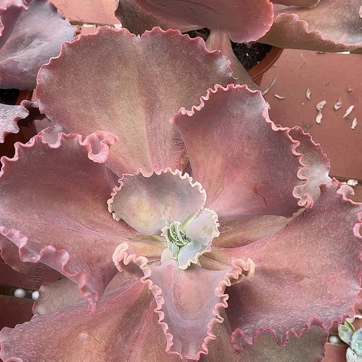 法国皇后15.99多肉植物