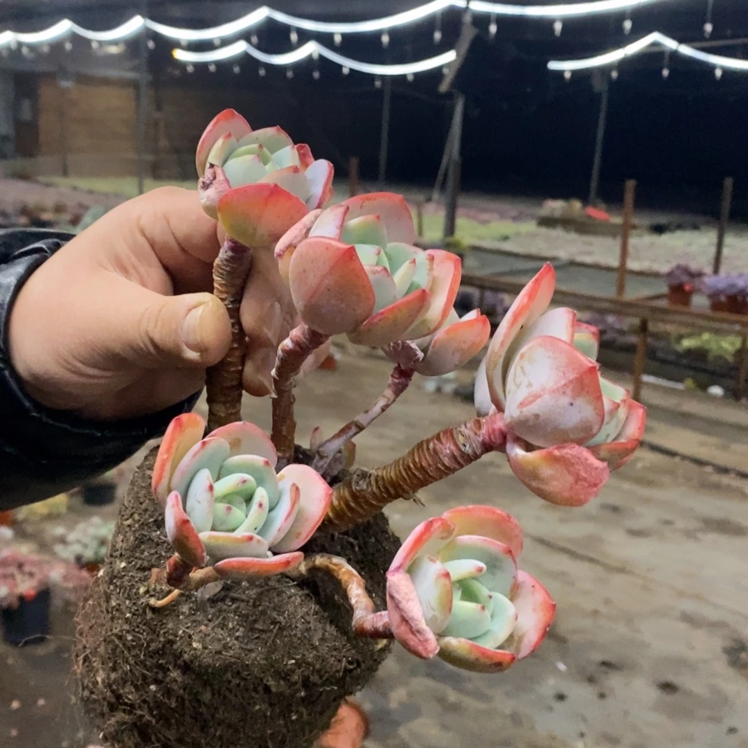 白月光五头起发，160杯