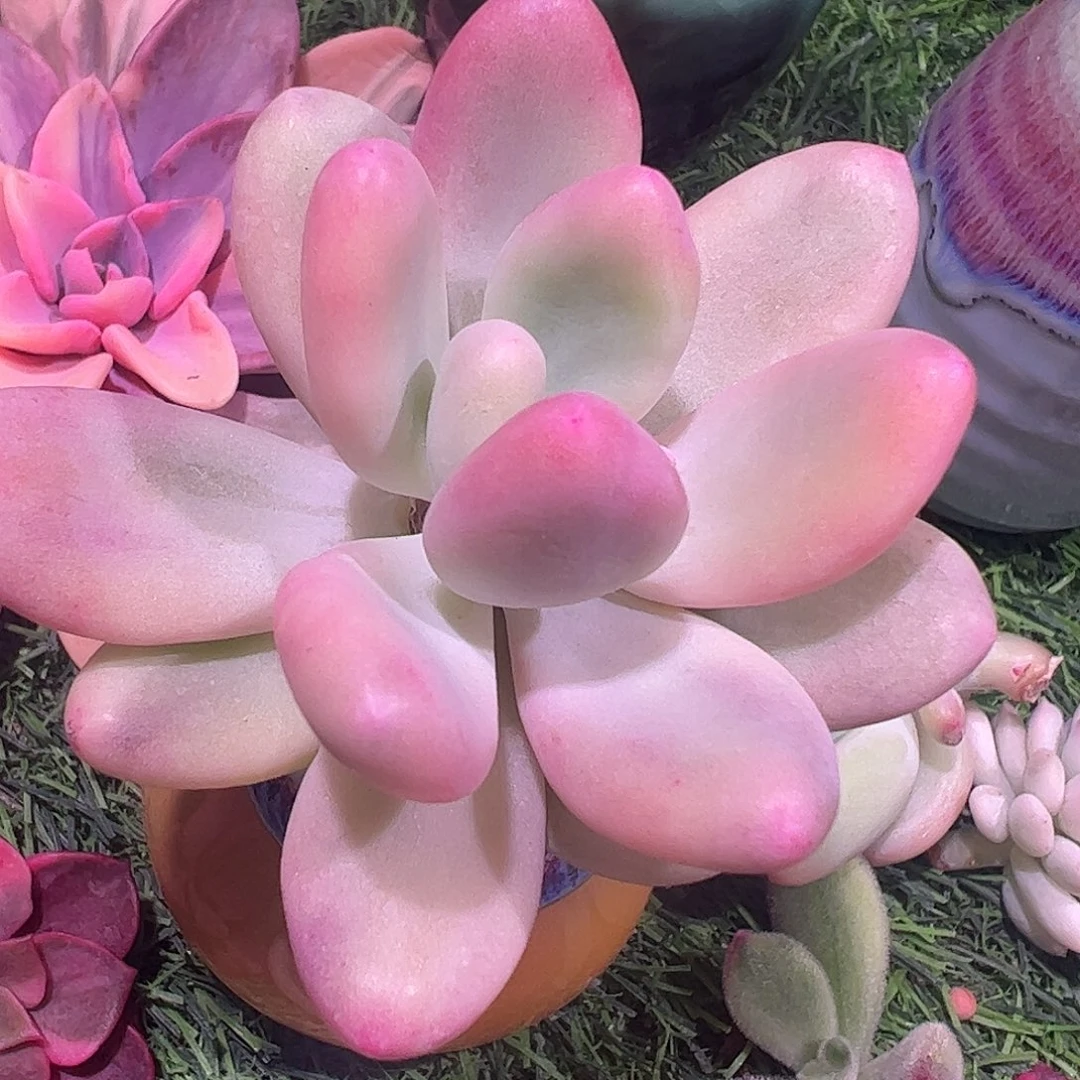 多肉植物多肉植物