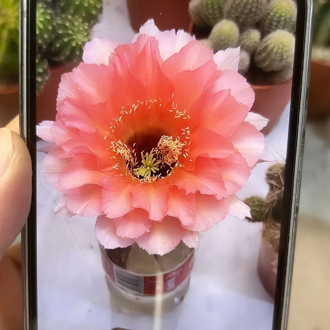 彩草126号5.5公分微瑕