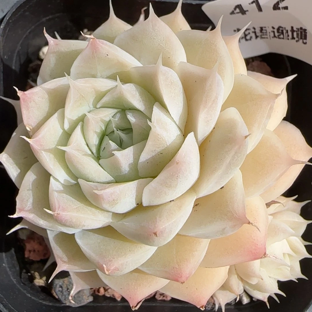 花语逸境0213-412