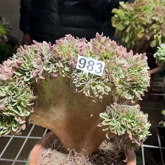 小***强多肉植物一个白凤983