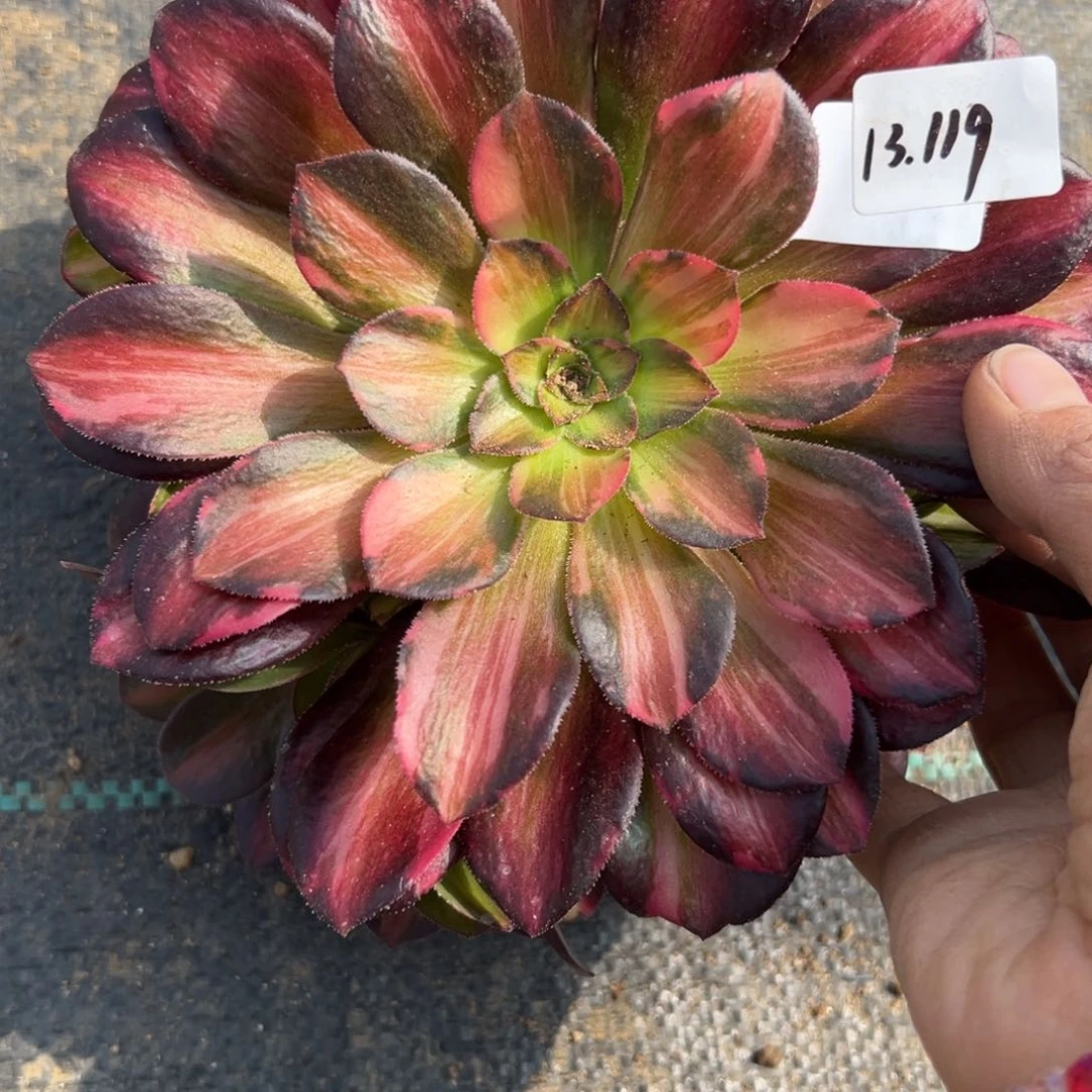 119流星雨三代多肉多肉