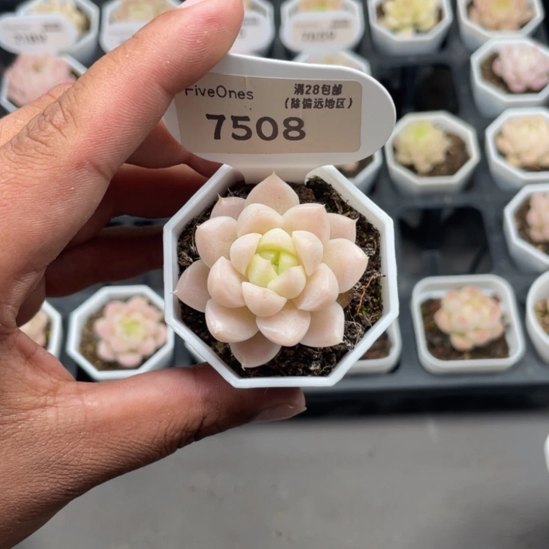 7508 麦秆3.5厘米