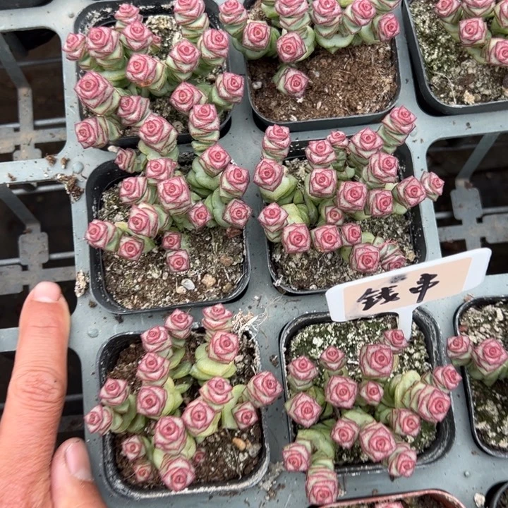 钱串一颗量拍多肉满20包邮下午发货