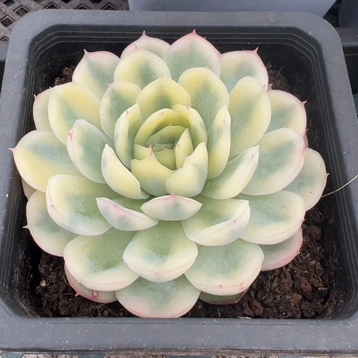 草莓冰锦一物一拍锦龙